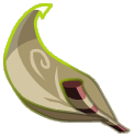 BracteeDroserale.png